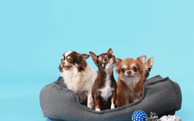 Hogyan tartsuk tisztán a lakást háziállat mellett? – Praktikus tippek gazdiknak